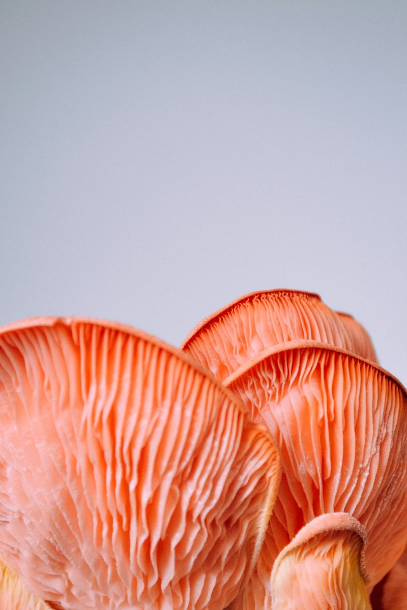bryony elena cD1fvHEdwwI unsplash